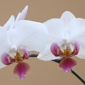 Macro Orchidee - 001
